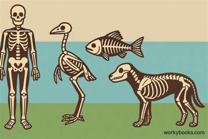 Why do endoskeletons have?