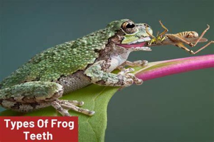 Why do frogs have teeth?