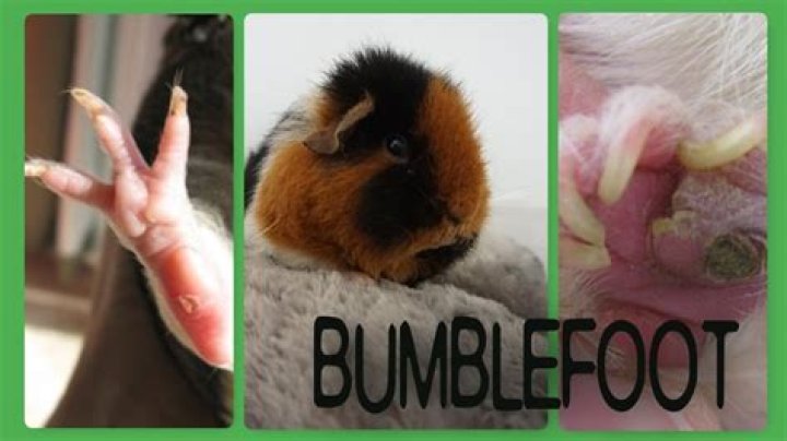 Why do guinea pigs get bumblefoot?
