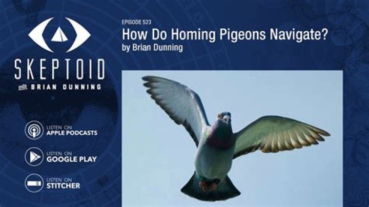 Why do homing pigeons know where to go?