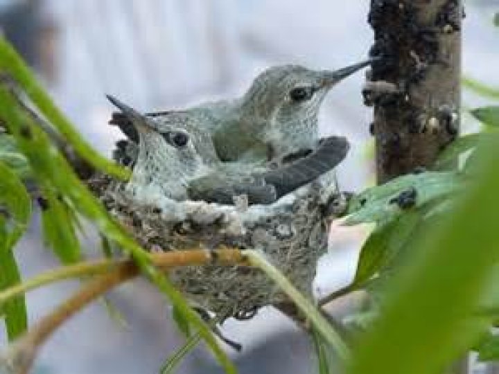 Why do hummingbirds perch?