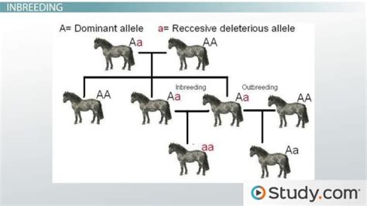 Why do inbreds have deformities?