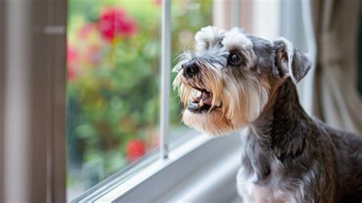 Why do mini schnauzers bark so much?
