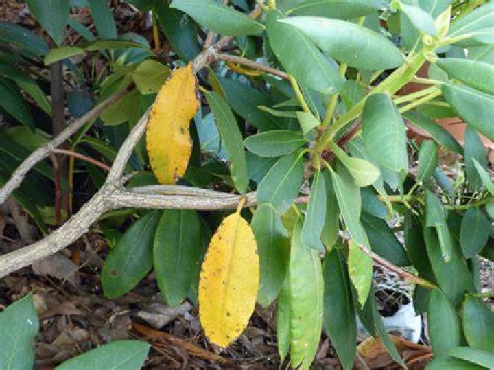 Why do rhodo leaves turn yellow?