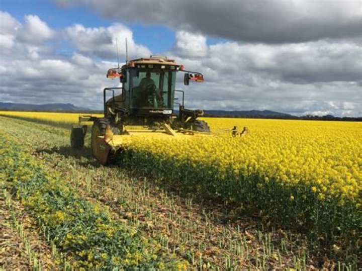 Why do they windrow canola?