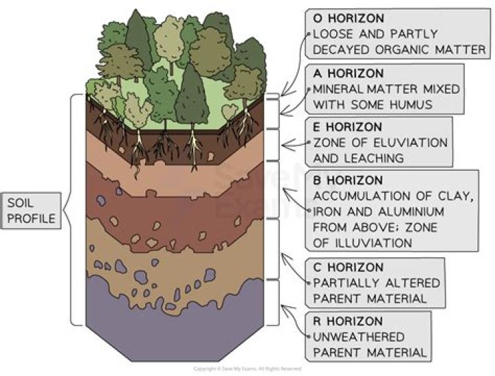 Why does horizon b have minerals?