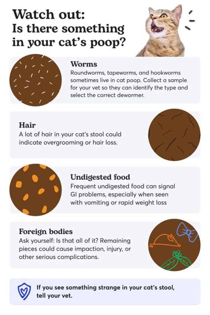 Why does my cat smeared poop?