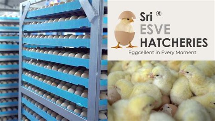 Why does the hatchery purposely keep?