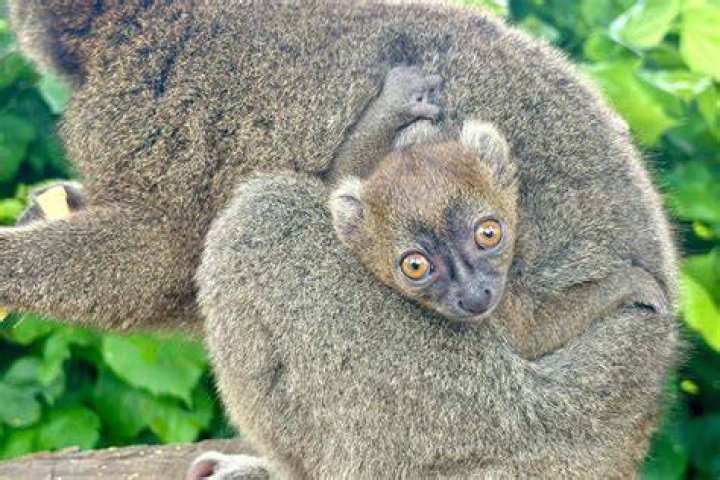 Why is lemur endangered?