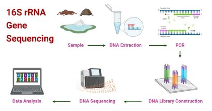 Why is rrna so suitable for determining relatedness?