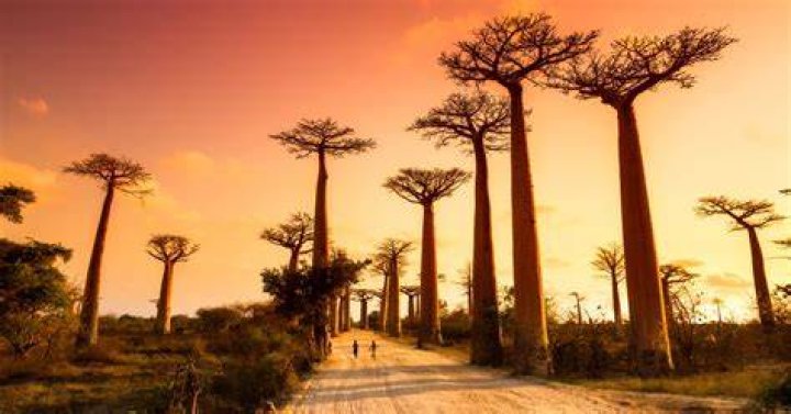 Why madagascar is famous?