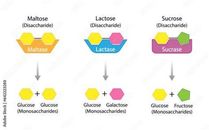 Why maltose and lactose are reducing sugar?