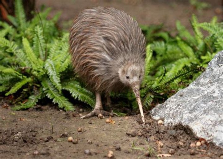 Why nz called kiwis?
