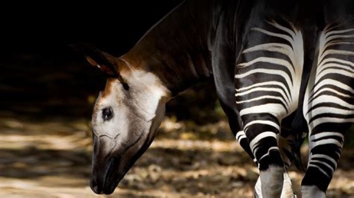 Why okapis are hunted?