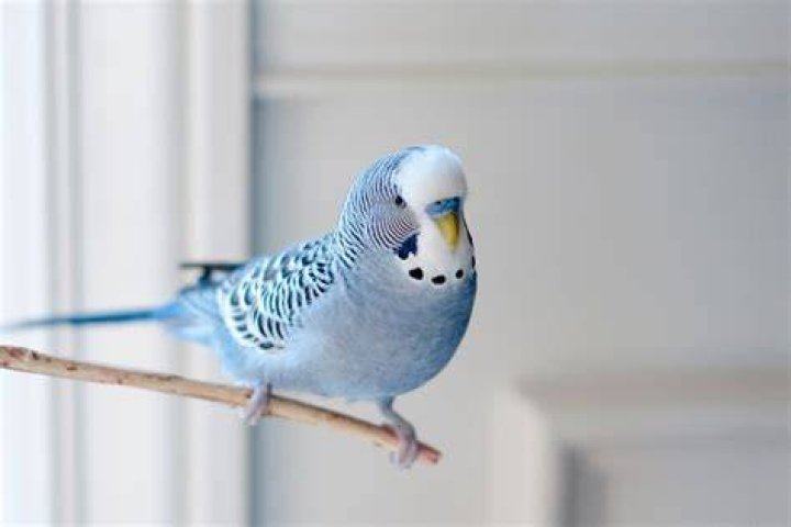 Why parakeets are good pets?
