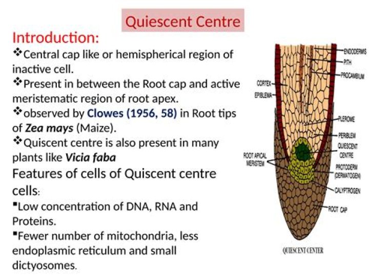 Why quiescent centre is important?