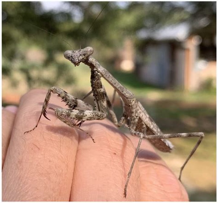 Why would a praying mantis be brown?