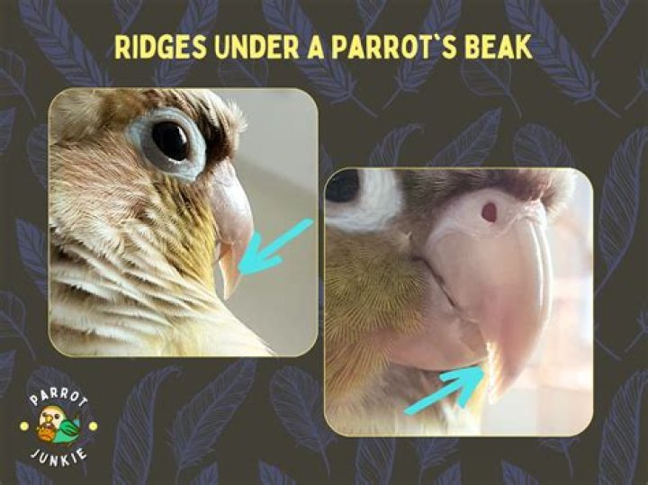 Will a parrot's beak grow back?