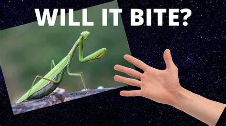 Will a praying mantis bite you?