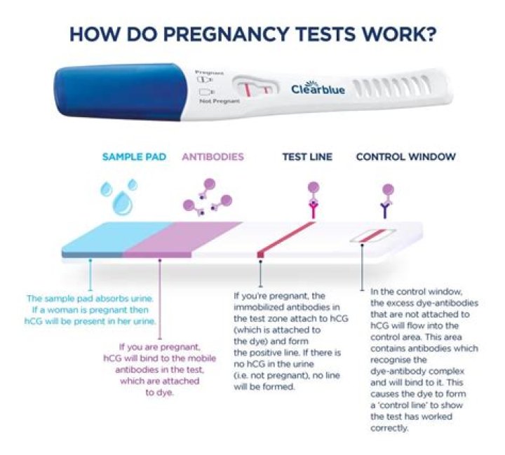 Will a pregnancy test work midday?
