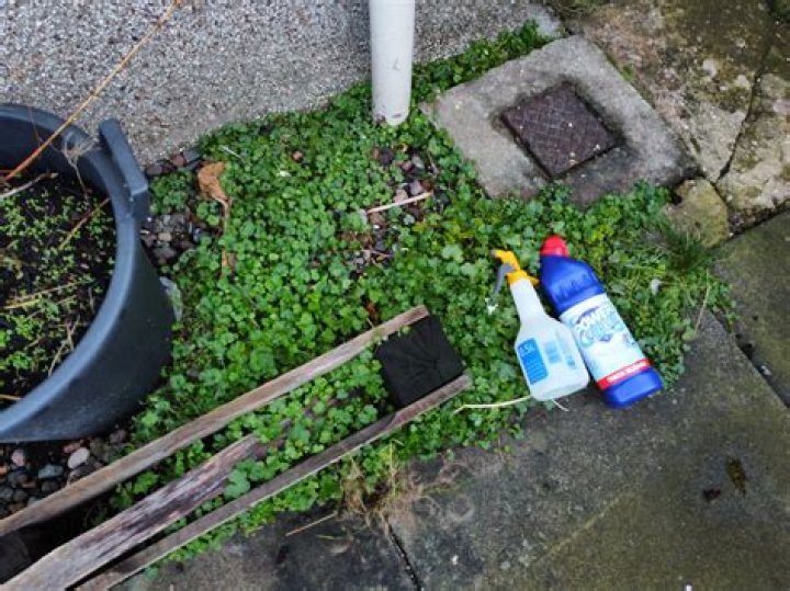 Will bleach kill weeds in block paving?