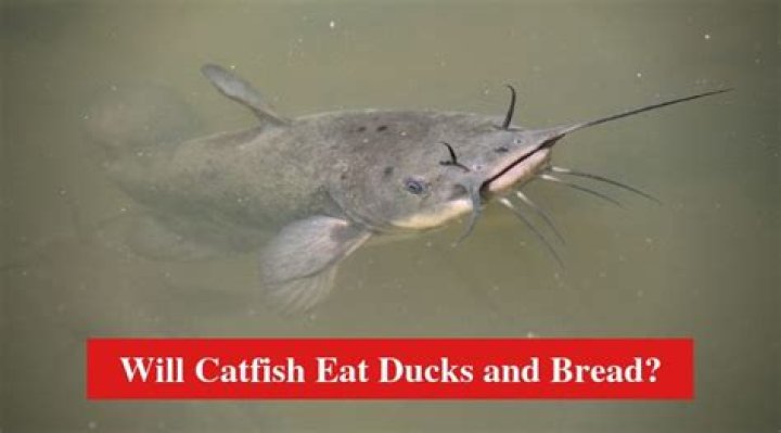 Will catfish eat bream?
