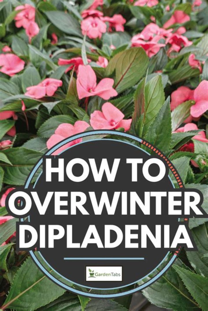 Will dipladenia survive winter?