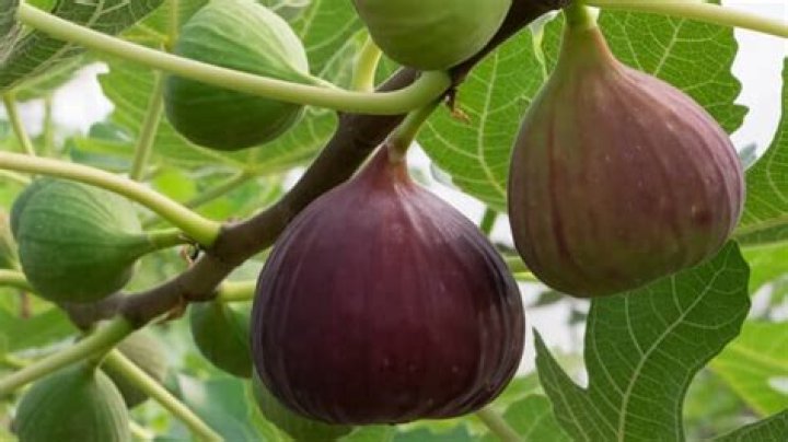Will fig trees grow in florida?