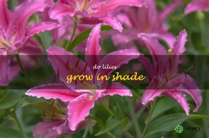 Will lilies grow in shade?