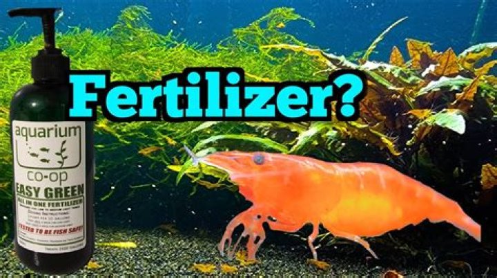 Will malachite green kill shrimp?
