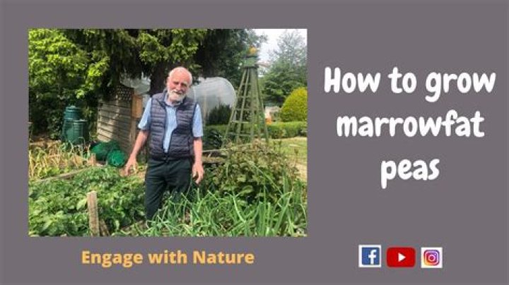 Will marrowfat peas grow?