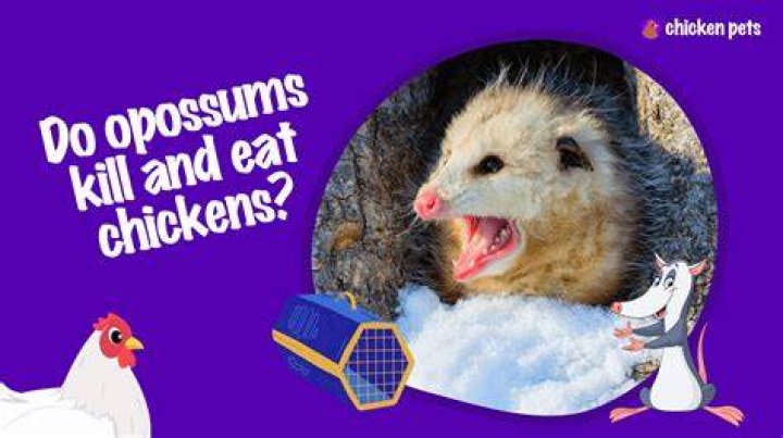 Will opossums kill chickens?