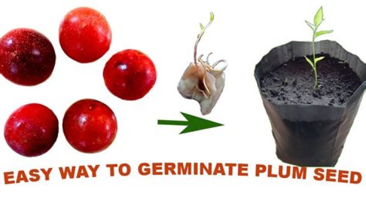 Will plumcot seeds grow?