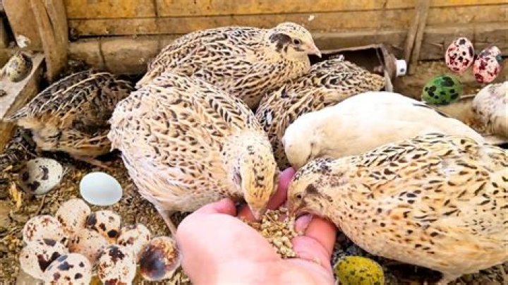 Will quail lay eggs without male?