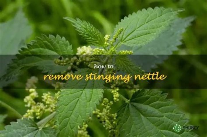 Will roundup kill stinging nettle?