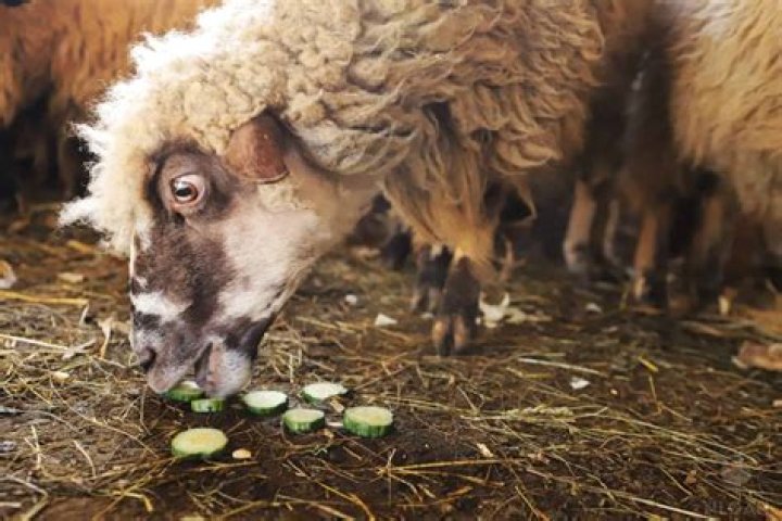 Will sheep eat poison ivy?