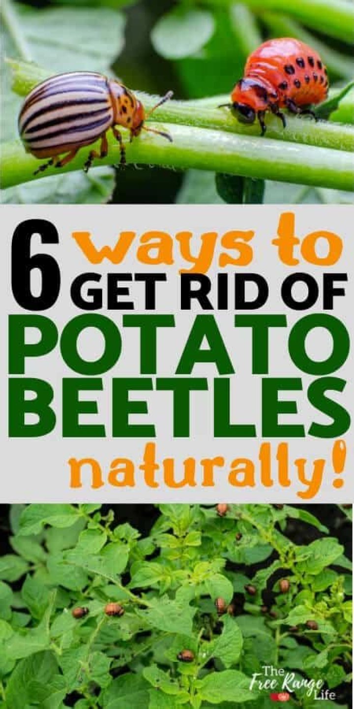 Will vinegar kill potato bugs?
