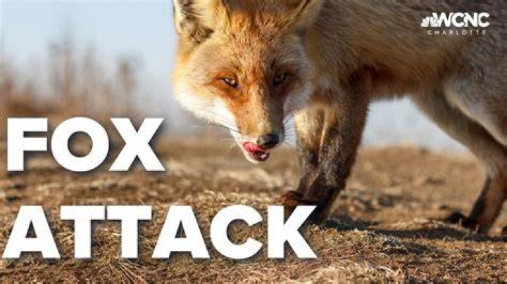 Would a fox attack a sheep?