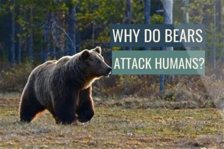 Would bears attack humans?